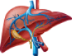 liver-transplant